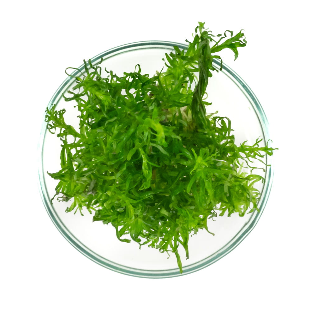 Rotala sp. Nanjenshan in vitro